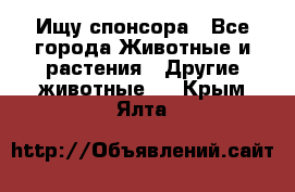 Ищу спонсора - Все города Животные и растения » Другие животные   . Крым,Ялта